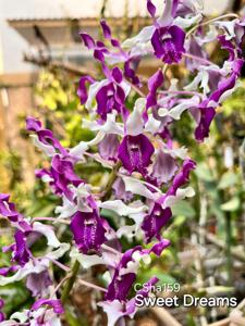 Dendrobium Sweet Dreams