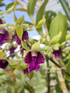 Dendrobium Sweet Dreams