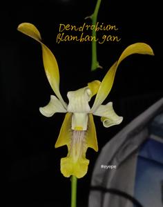 Dendrobium Blambangan