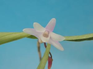 Dendrobium Hatsumehime