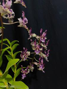 Dendrobium Acil Odah Beauty