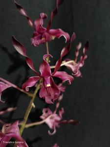 Dendrobium Kafegama