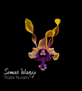 Dendrobium Semar Wangi