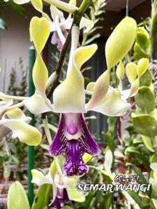 Dendrobium Semar Wangi