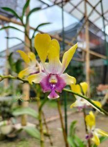 Dendrobium 5AY Limited