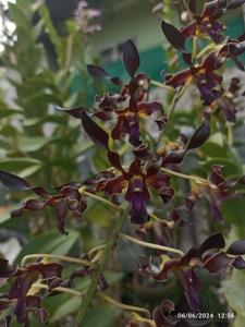 Dendrobium Black Magic