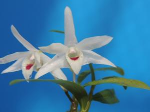 Dendrobium Natsuhiboshi