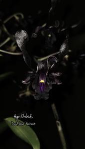 Dendrobium Parikesit