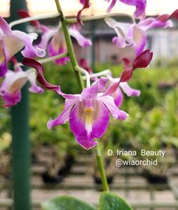 Dendrobium Iriana Beauty