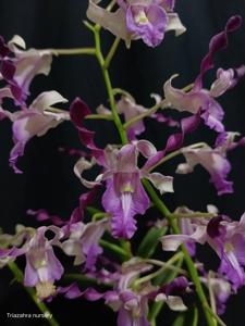 Dendrobium Rostini