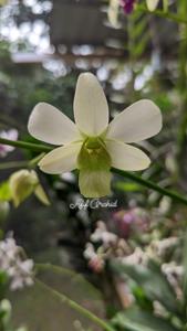 Dendrobium HBO Green Hairstreak