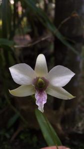 Dendrobium HBO King Albatros