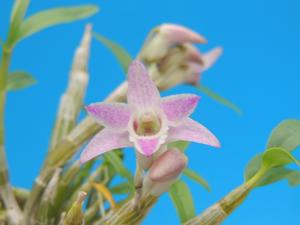 Dendrobium Kruger Hek