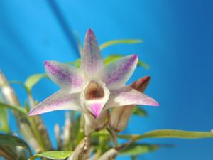 Dendrobium Kruger Hek