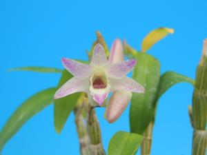 Dendrobium Kruger Hek