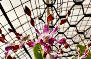 Dendrobium Magenta's Pixican