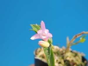 Dendrobium Sakura Fairy