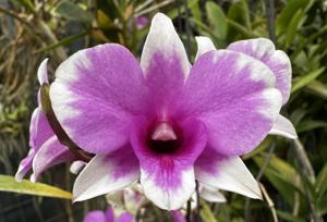 Dendrobium Magenta's Splash