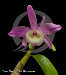 Dendrobium Memoria Loka Gunawan