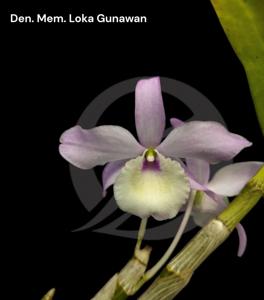 Dendrobium Memoria Loka Gunawan