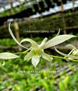 Dendrobium Capung Asia