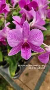 Dendrobium Arkanero