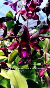 Dendrobium Black Swan