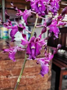 Dendrobium Baturraden Beauty