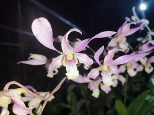 Dendrobium Capung Kediri