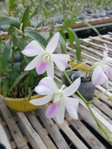 Dendrobium Etik Setiawati