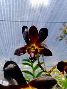 Dendrobium Rajajowas