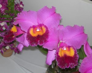 <i>Cattleya</i> Roy Haussermann