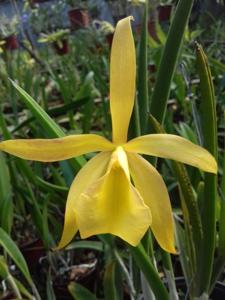 <i>Rhynchobrassoleya</i> S. y N. Luz de Luna