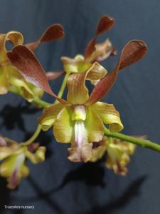 Dendrobium Mr and Mrs Inanto