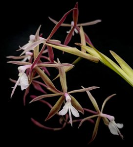 <i>Epidendrum</i> x <i>doroteae</i>