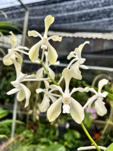 Vanda Violeta