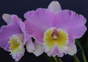 Rhyncholaeliocattleya Burdekin Debutante