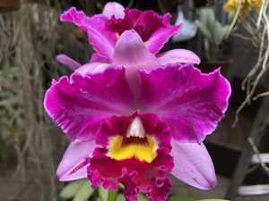 <i>Rhyncholaeliocattleya</i> Hsinying Rouge