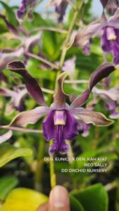 <i>Dendrobium</i> Aries