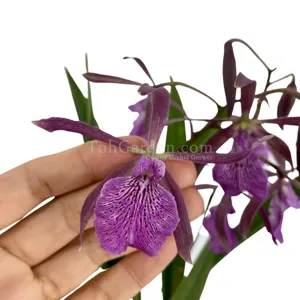 Encyclia Ginger Snap