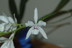 <i>Encylaelia</i> Snow Fantasy