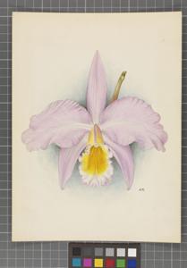 Cattleya Baroness Schroder