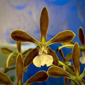 <i>Epicyclia</i> Jewell's Parfum de Grande