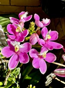 <i>Epidendrum</i> Pacific Spring