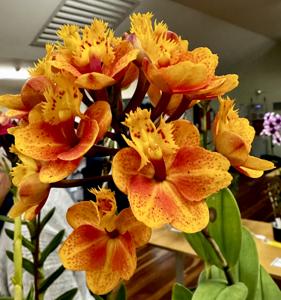 Epidendrum Pacific Blaze