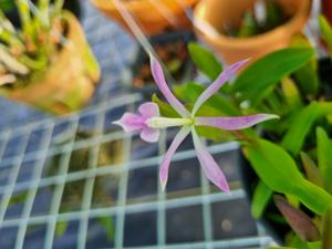 Epidendrum Zaydie Pie