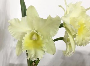 <i>Rhyncholaeliocattleya</i> Sweet Silk