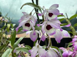 <i>Dendrobium</i> Cybele