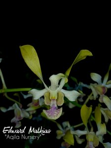 Dendrobium Edward Mathias