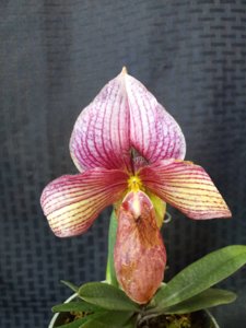 Paphiopedilum Whyte Thorne Savoir
